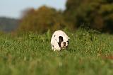 BOULEDOGUE FRANCAIS 1228